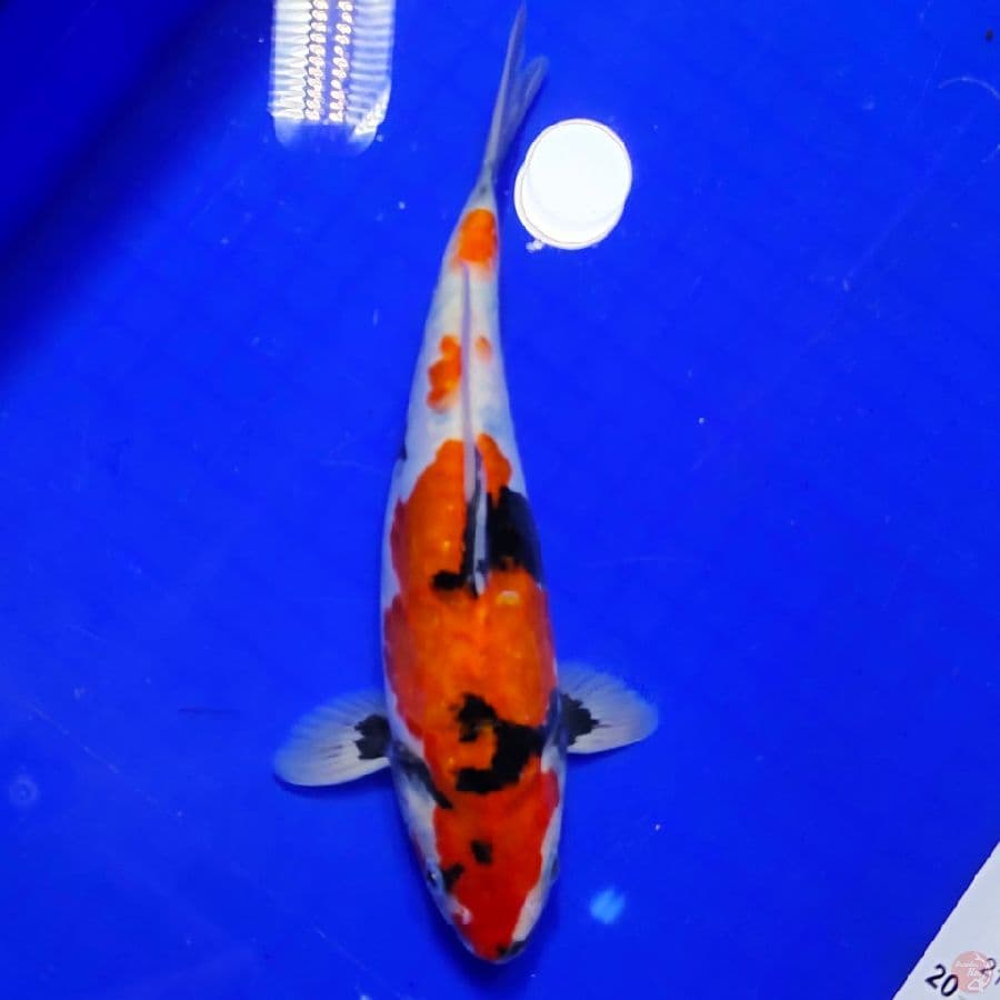 showa doitsu 24cm
