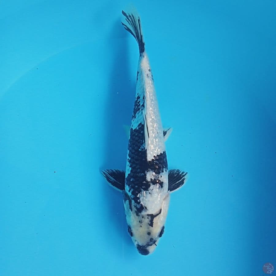 SHIRO GINRIN 26CM