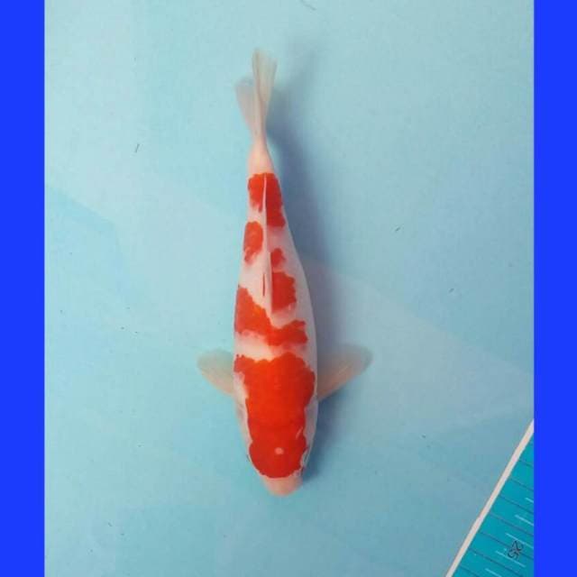 Kohaku bulky 20