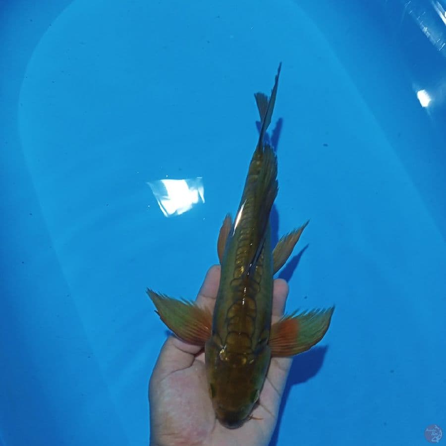 KUMPAY CHAGOI ARAGOKE 31CM