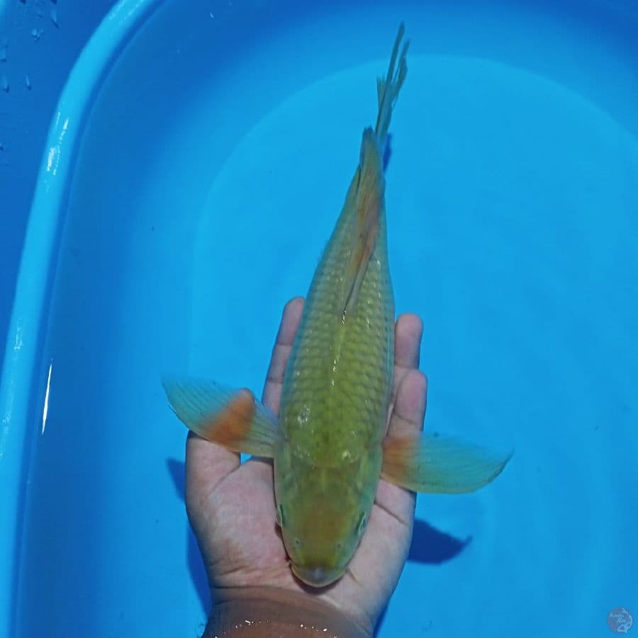 KUMPAY MIDORI 33CM
