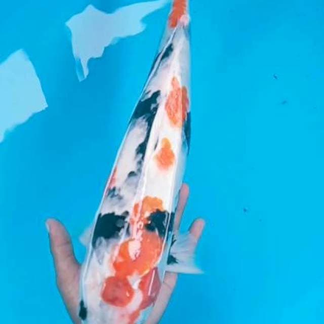 Showa 46cm jantan