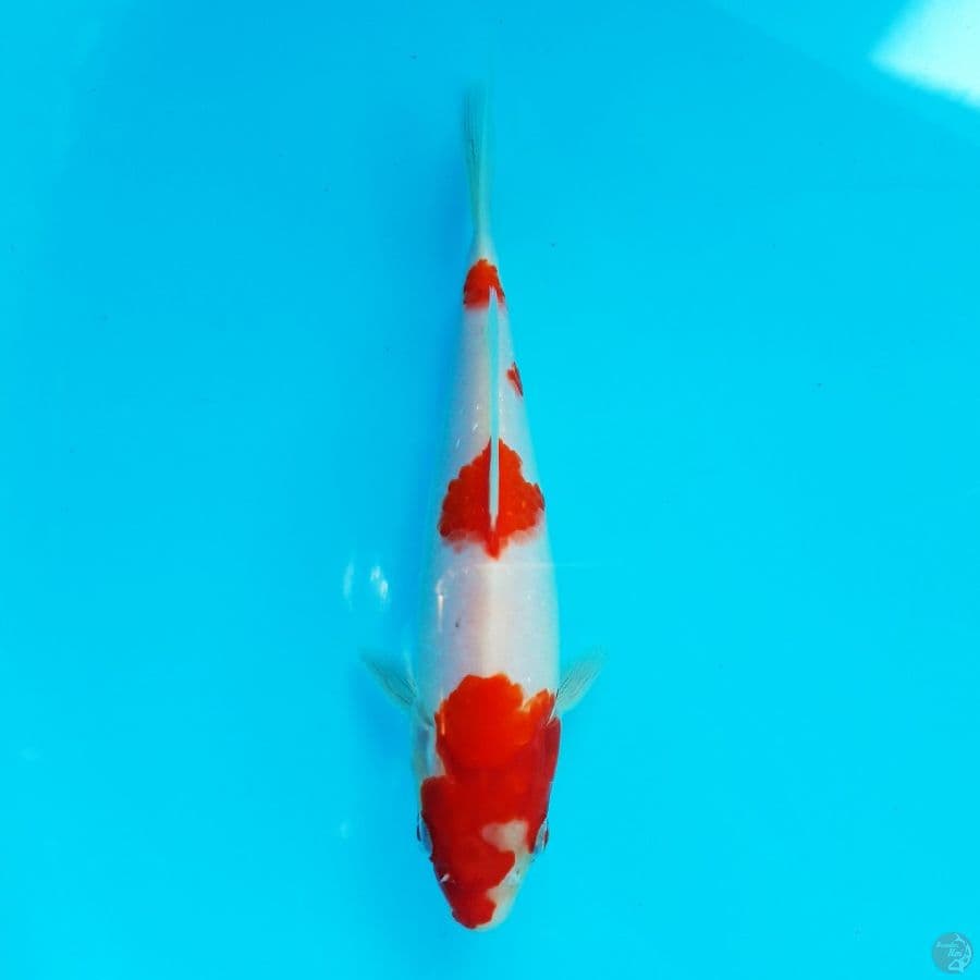 Kohaku Step 3 Ori 19cm