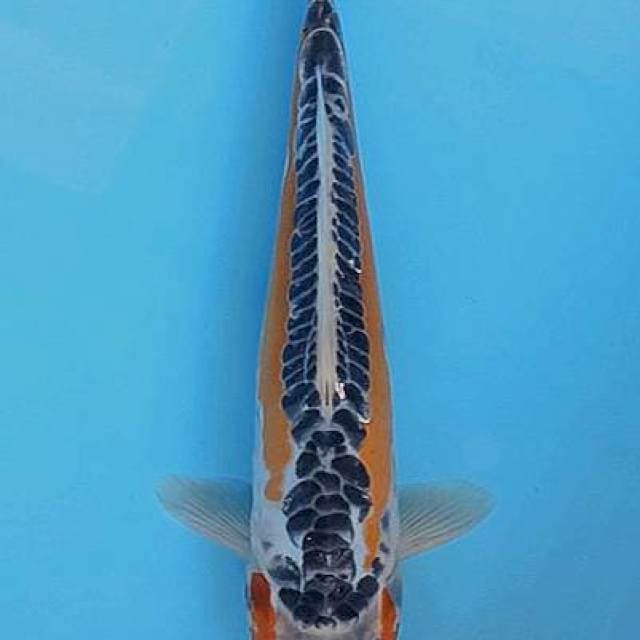 Lel.spc akhir tahun - Hana sushui 31cm