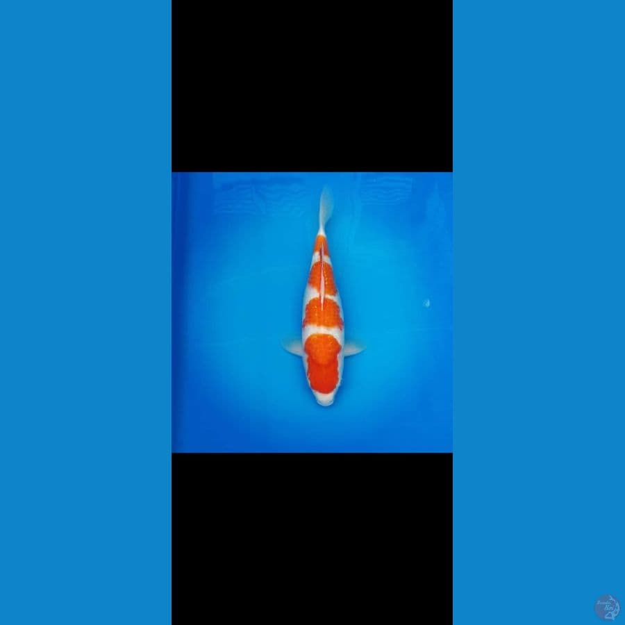 BULKY KOHAKU 33CM