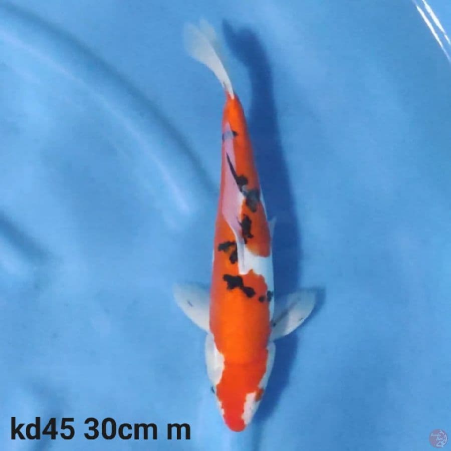 doitsu sanke 30cm