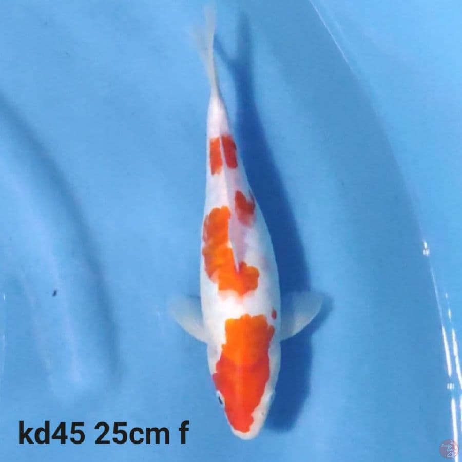 doitsu kohaku 25cm
