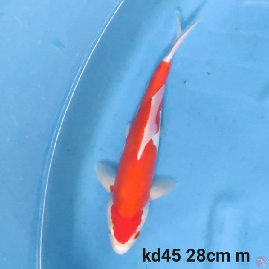 doitsu straight kohaku