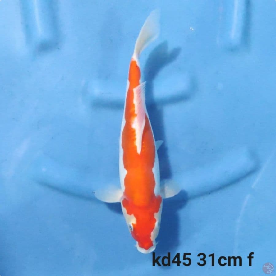 doitsu kohaku straight petir