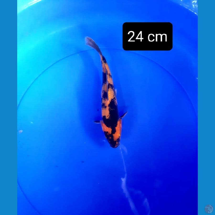hiu 24 cm
