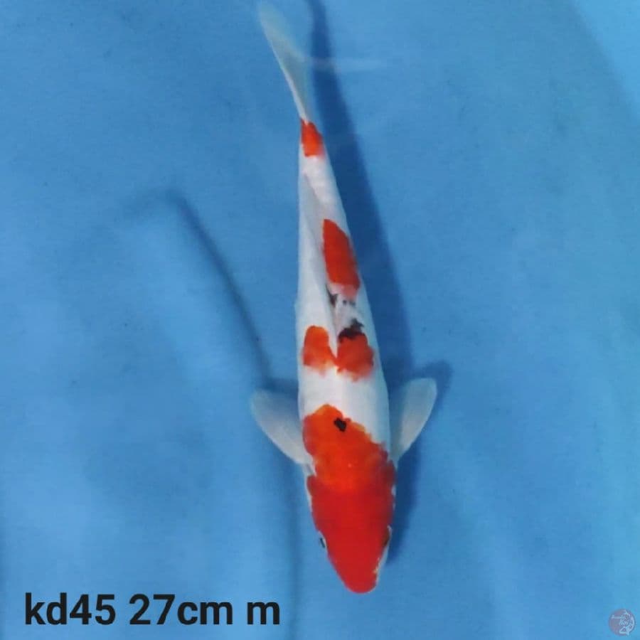doitsu sanke 27cm