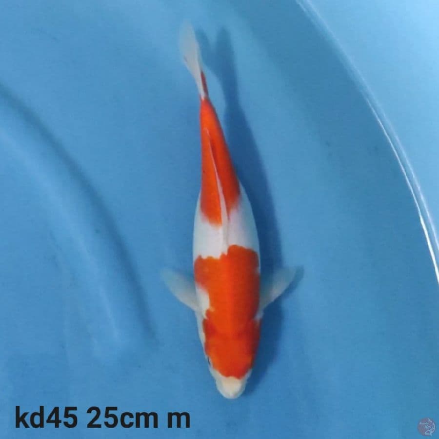 kohaku 2 step 25cm