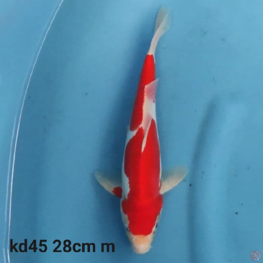 doitsu kohaku 28cm