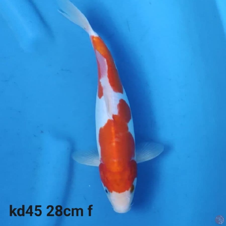 doitsu kohaku 28cm