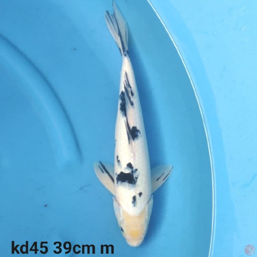 bekko 39cm