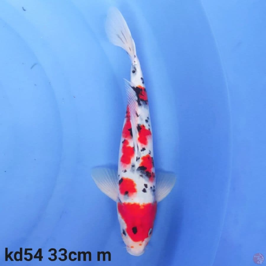 showa tategoi 33cm