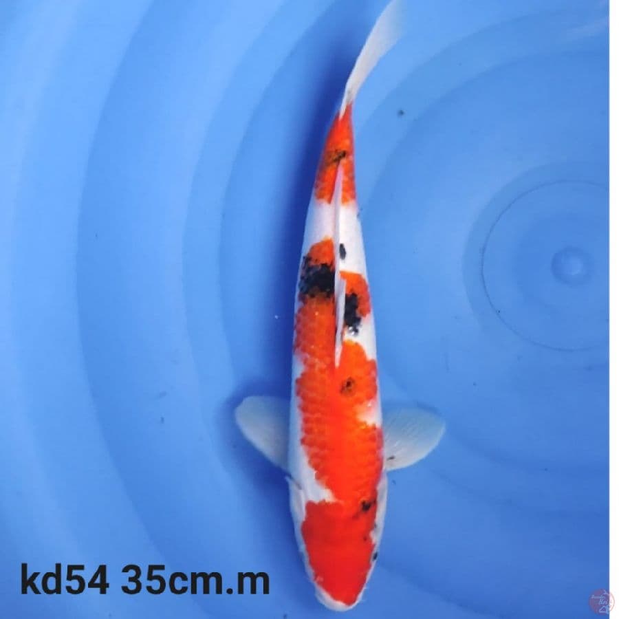 showa tategoi prospek jumbo