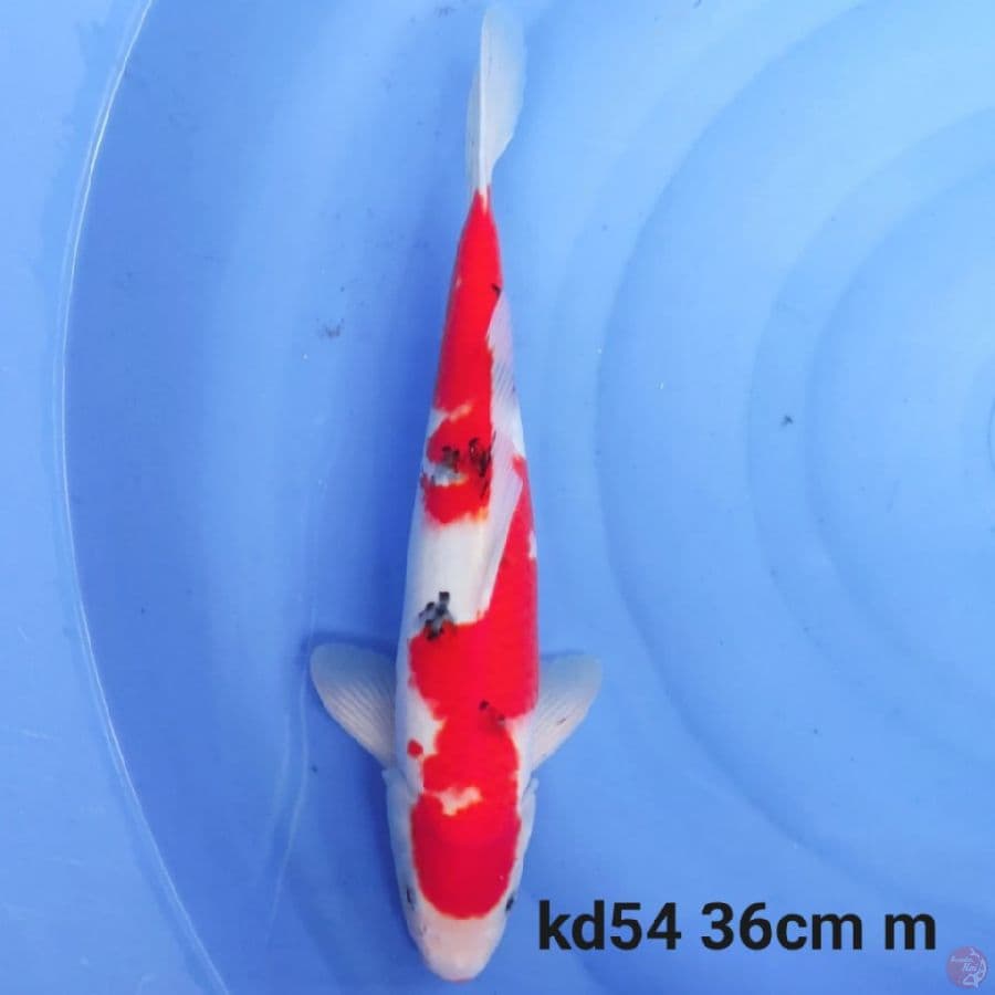 showa tategoi 36cm