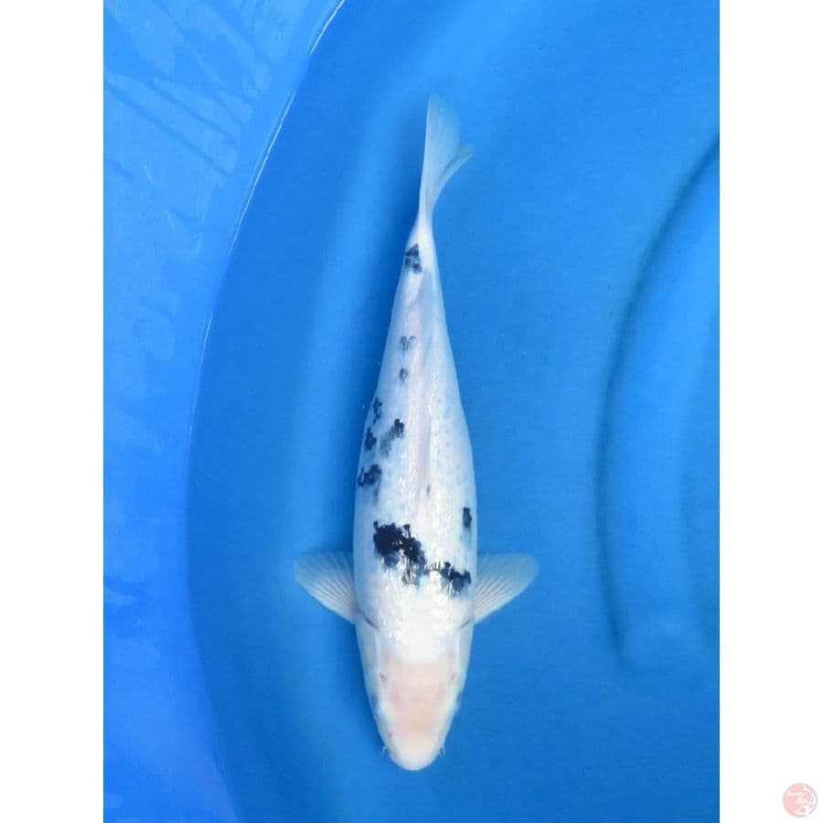 Bekko Ginrin - 33cm