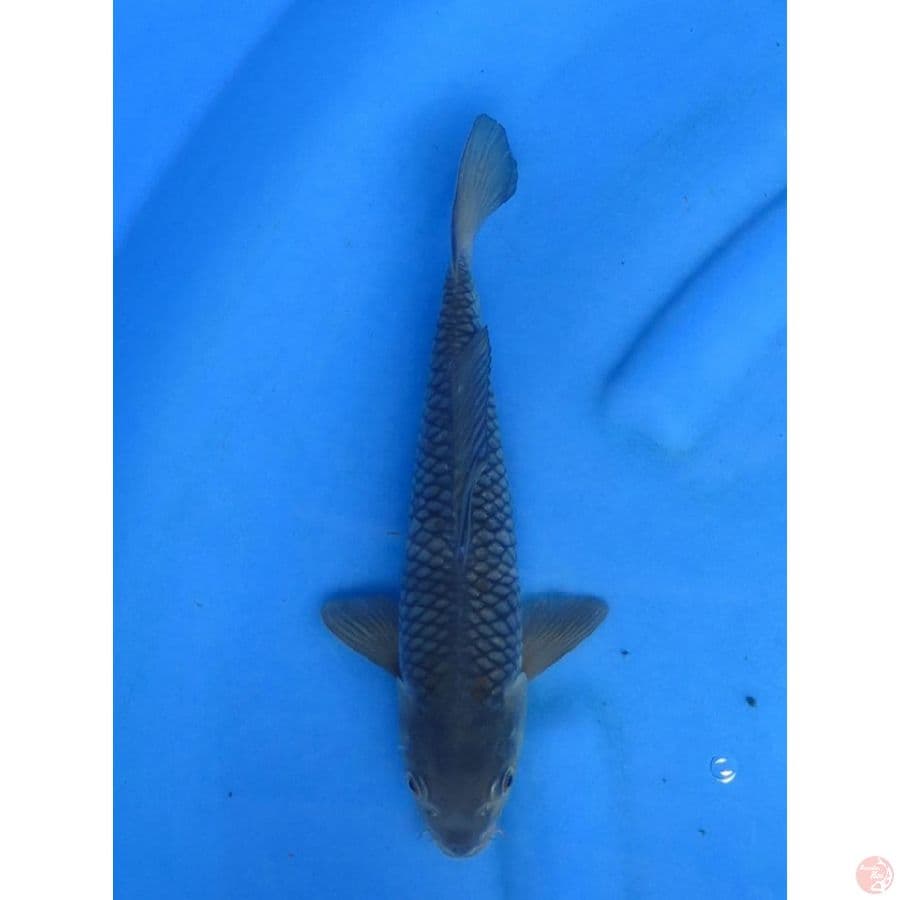 Soragoi - 28cm Male
