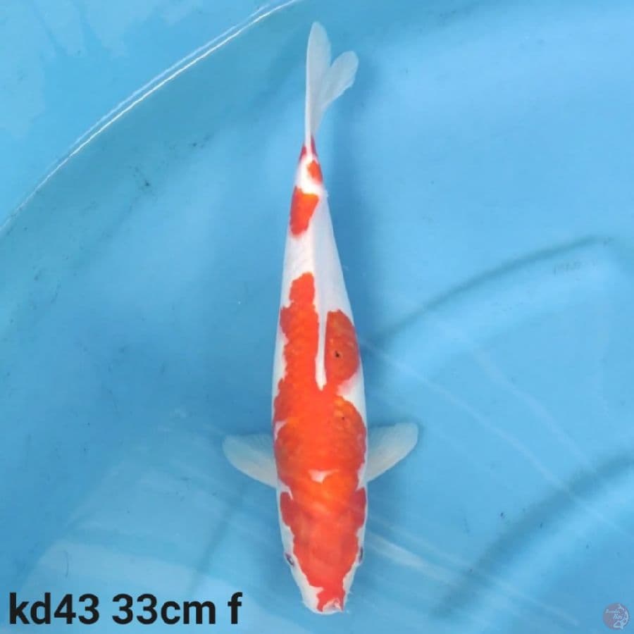 kohaku 33cm