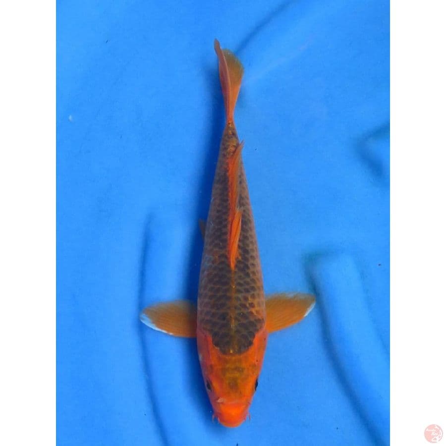 Matsuba - 30cm Male