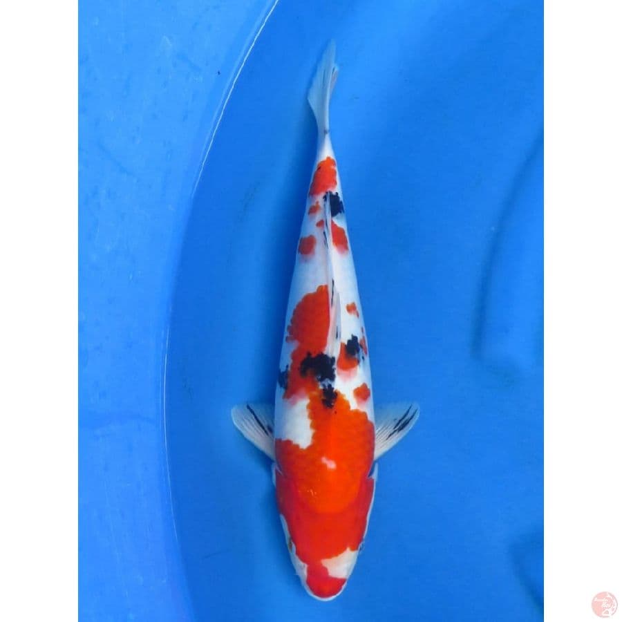 Red Sanke - 37cm
