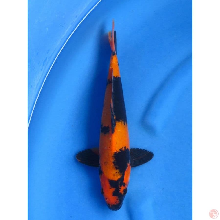 Hi Utsuri - 34cm Male