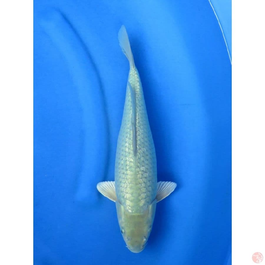 Soragoi Jinak - 36cm