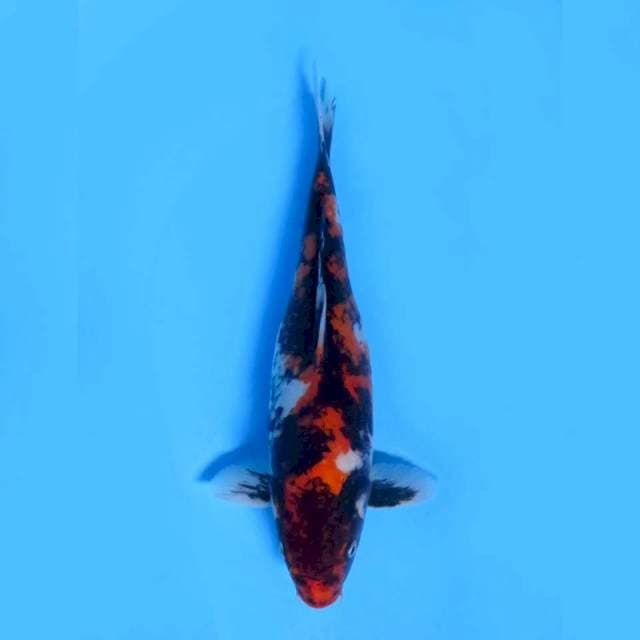 Showa 38cm