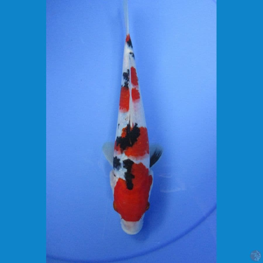 Sanke 24 cm