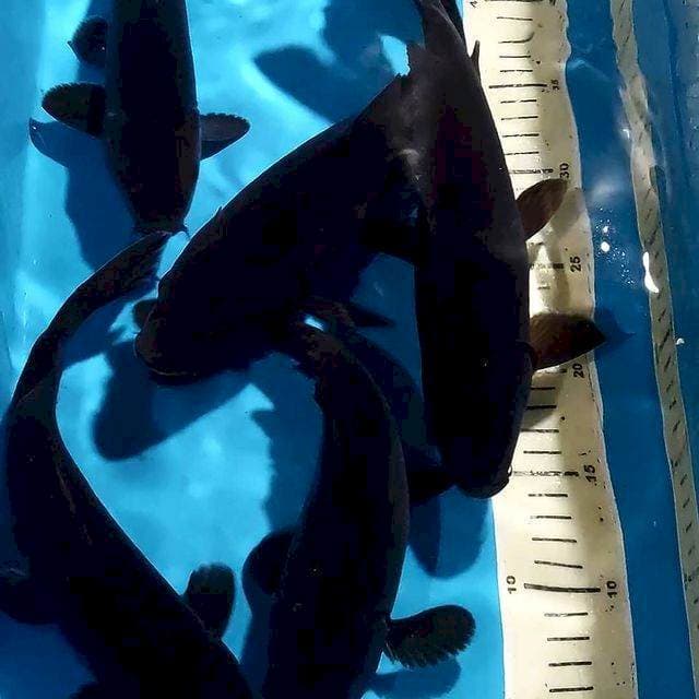 BLACK KARASHU 27-30 CM