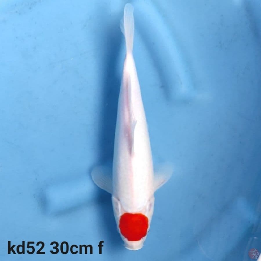 Tancho kohaku joss