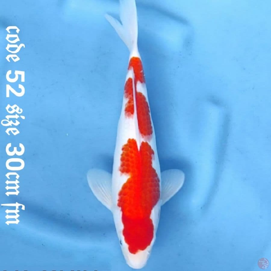 kohaku original pattern