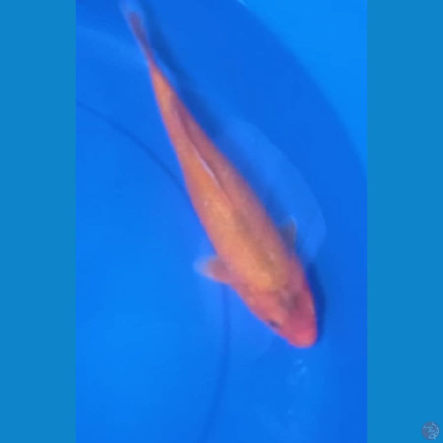 RED KARASHI