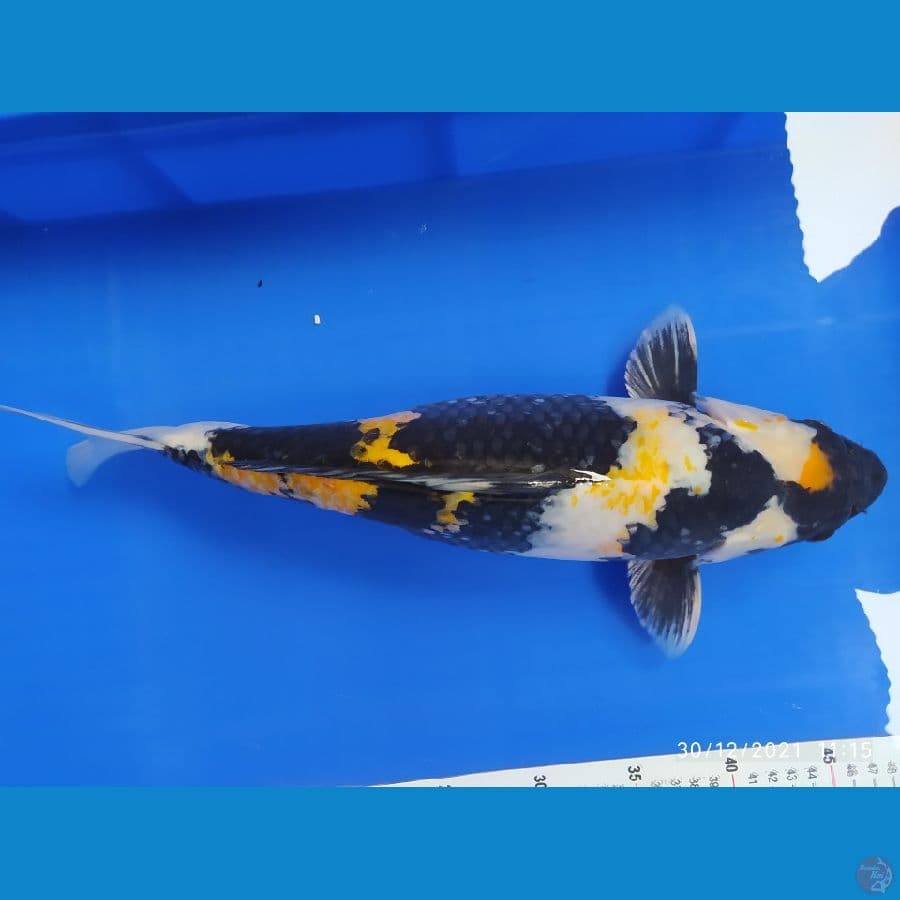 showa 42 cm