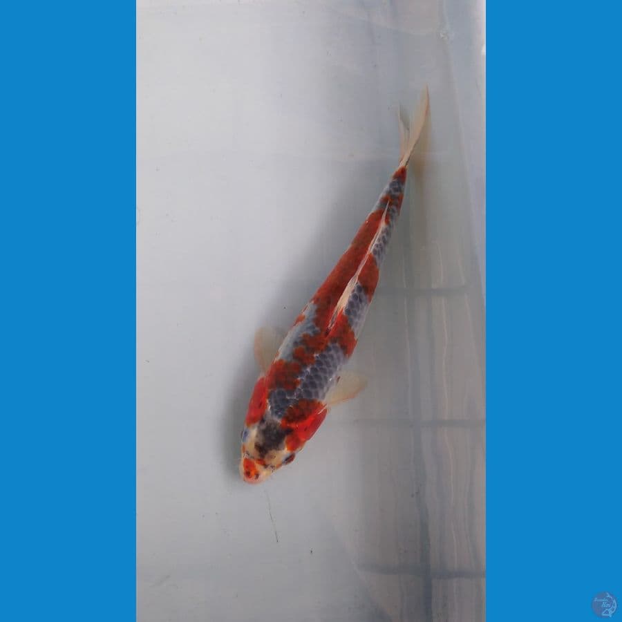 Gosiki racing red strong 27cm