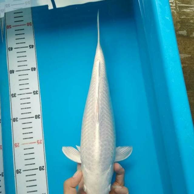 Platinum Putih Brsih Bakat Jumbo 