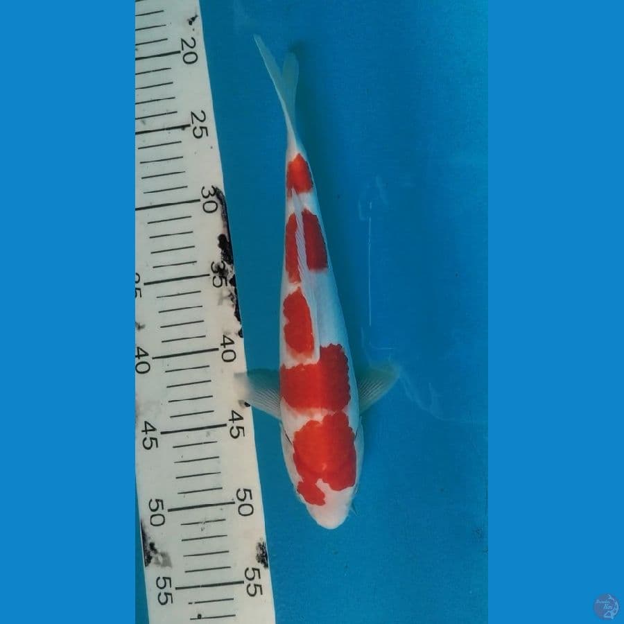 3.KOHAKU - 29.cm FML