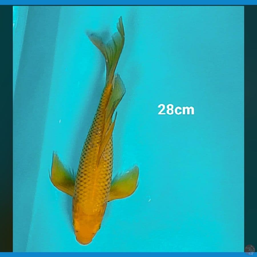 kumpay midori 28cm
