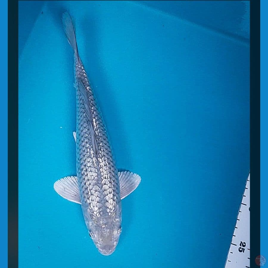 white soragoi ginrin 27cm male