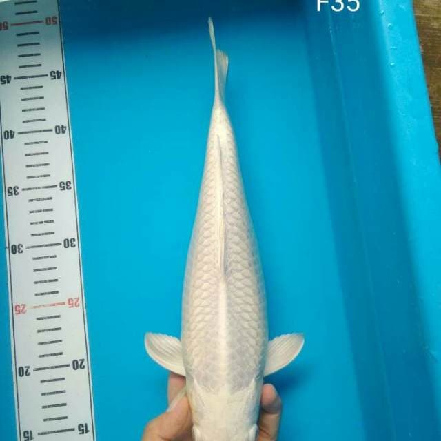 Platinum Putih Brsih Bakat Jumbo 