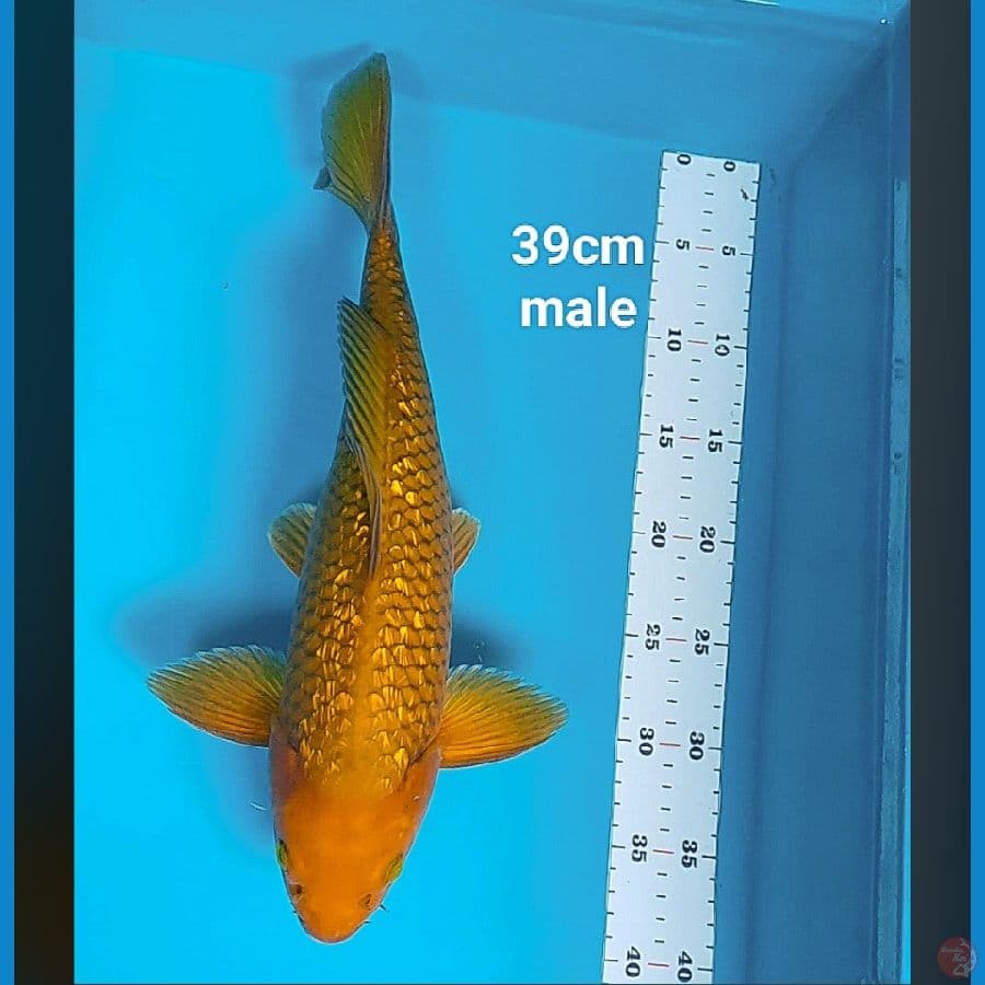 chagoi tembaga ginrin 39cm male
