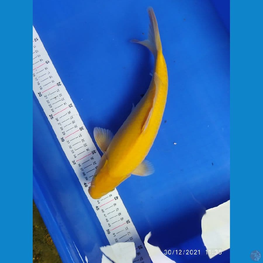 karashi 35 cm 