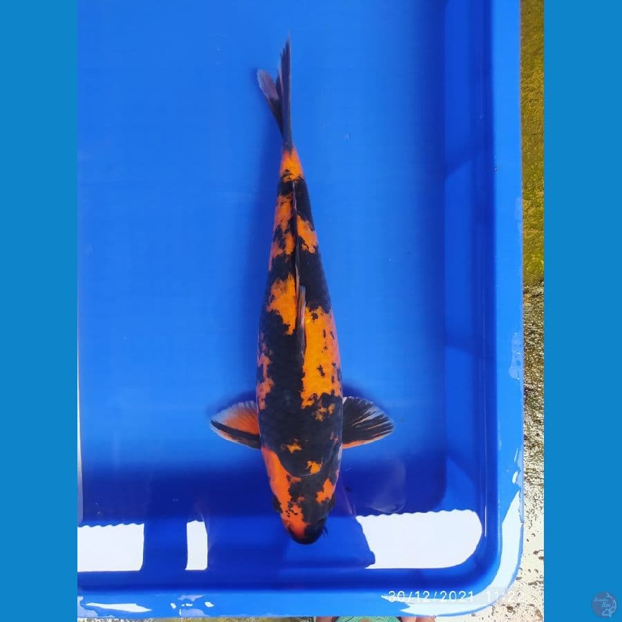 showa 40 cm