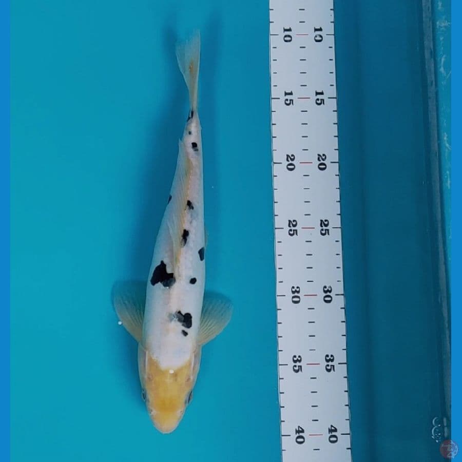 shiro bekko 27cm
