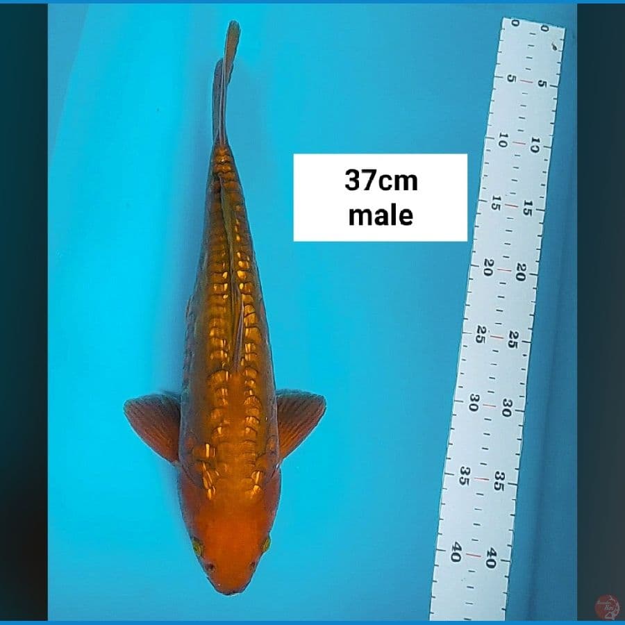 chagoi ginrin sisik naga 37cm male