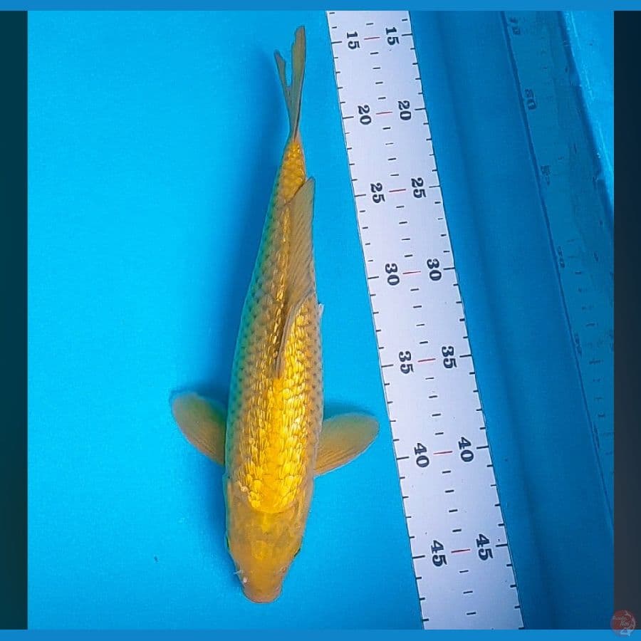 midori ginrin jos 30cm male