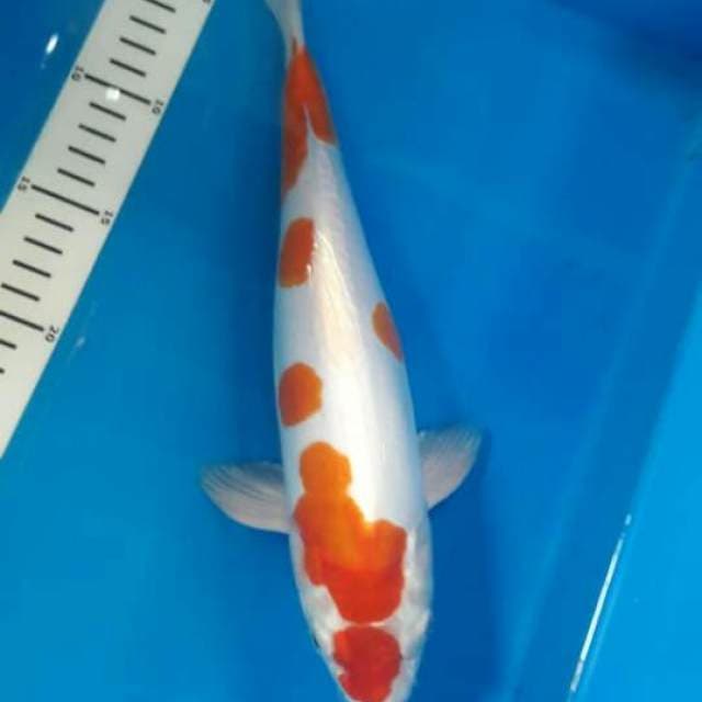 Kikushui