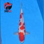 Kohaku Sakura Male